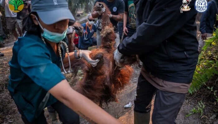 Orangutan “Sempurna” Mati Usai Dievakuasi dari Kebun Sawit, Diduga Terpapar Asap Karhutla